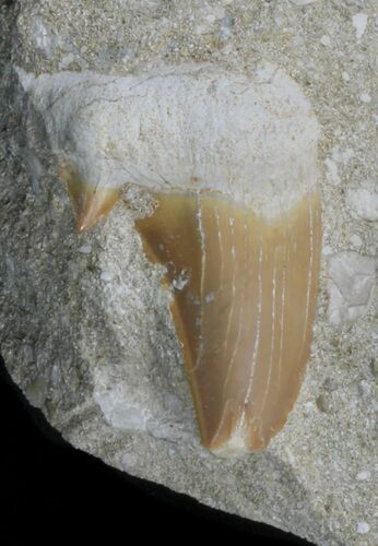 Bargain Otodus Shark Tooth Fossil In Rock - Eocene #60199